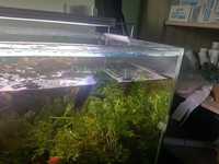 Продам аквариумное растение гигрофила Синема