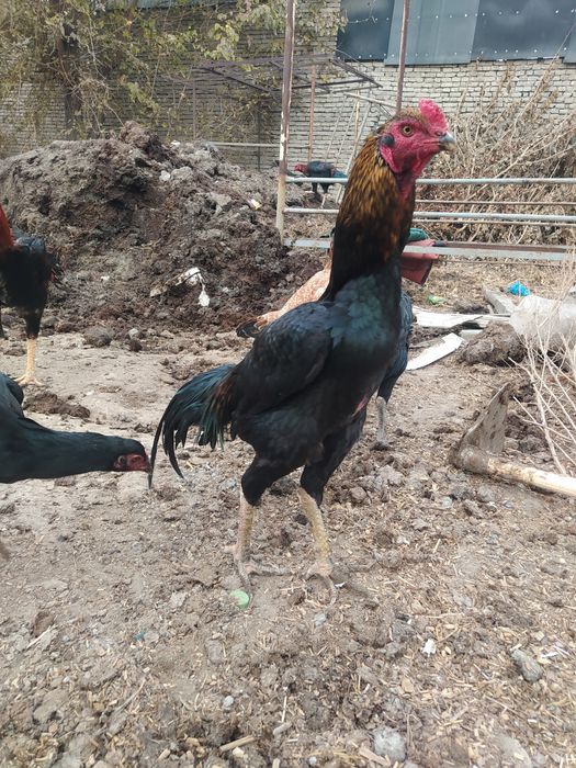 Dakang horoz sotladi