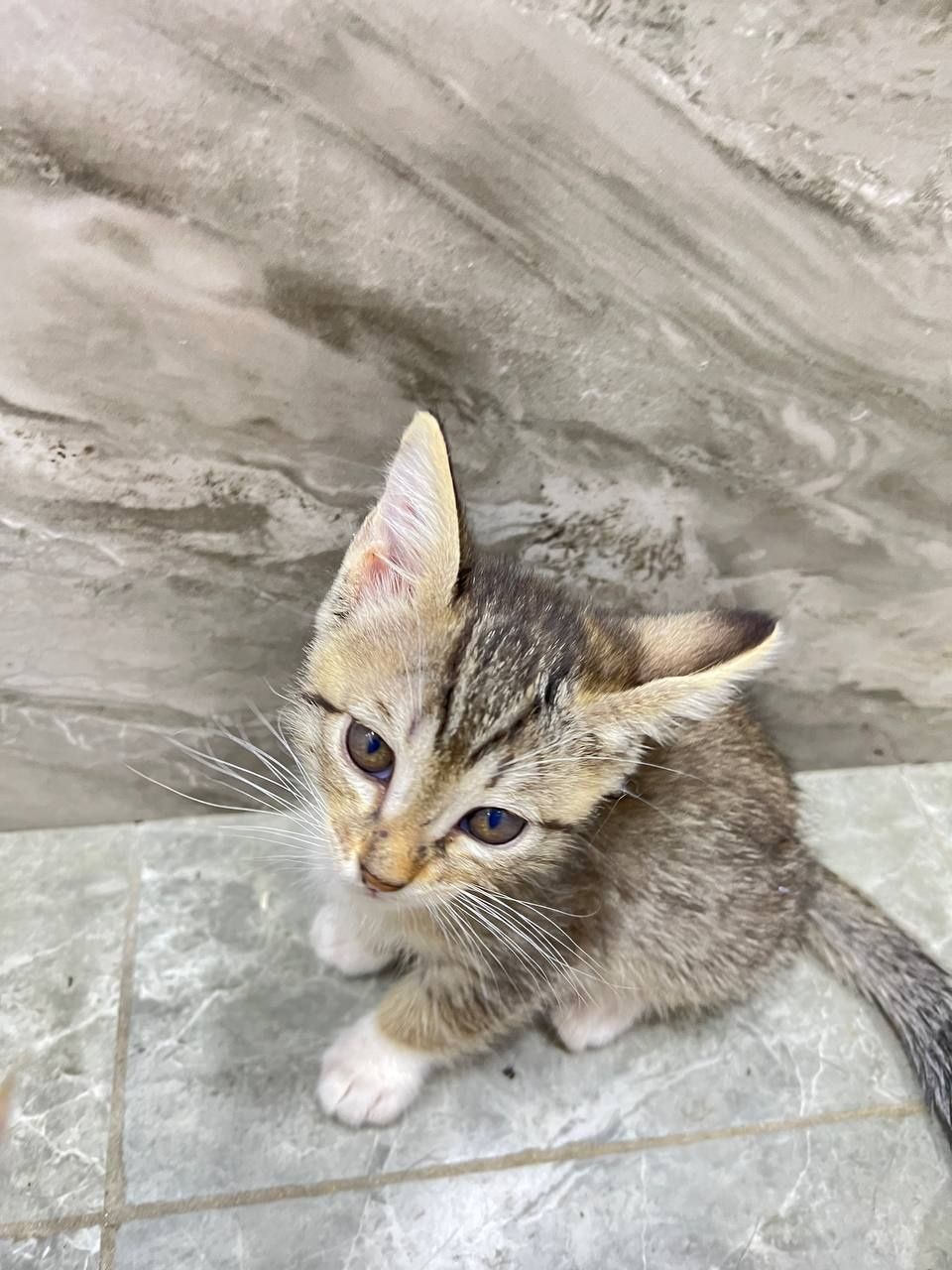 Котята 1,5 месяца