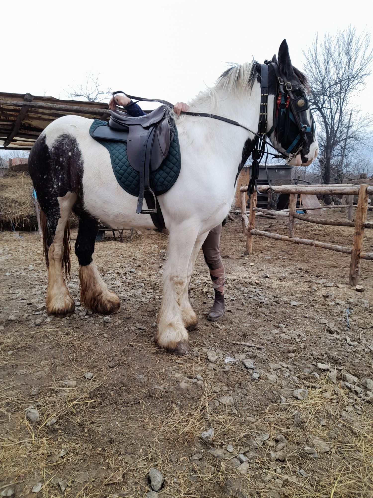 Vând sa călărie este în stare buna de folosire