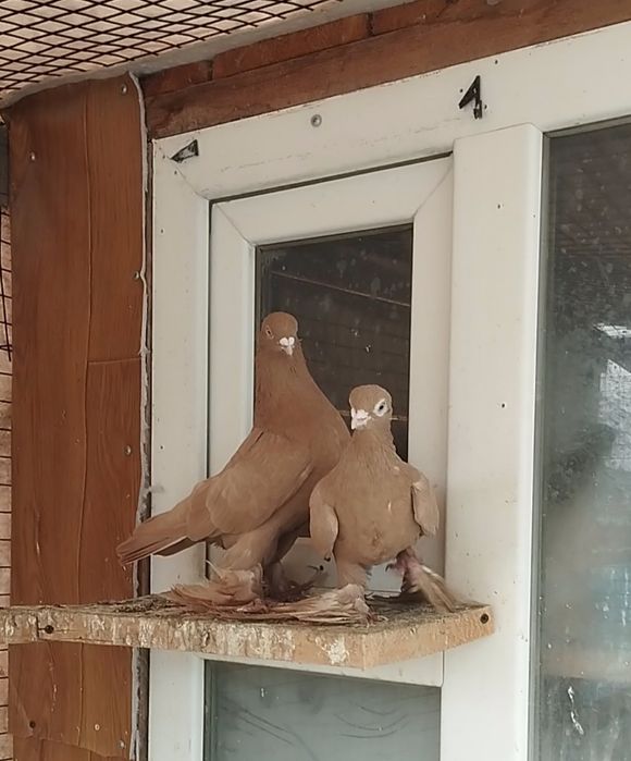 Продаю пару жёлтых голубей