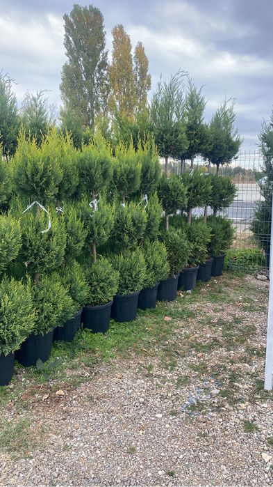 Spirale pompon etajate din leulandi