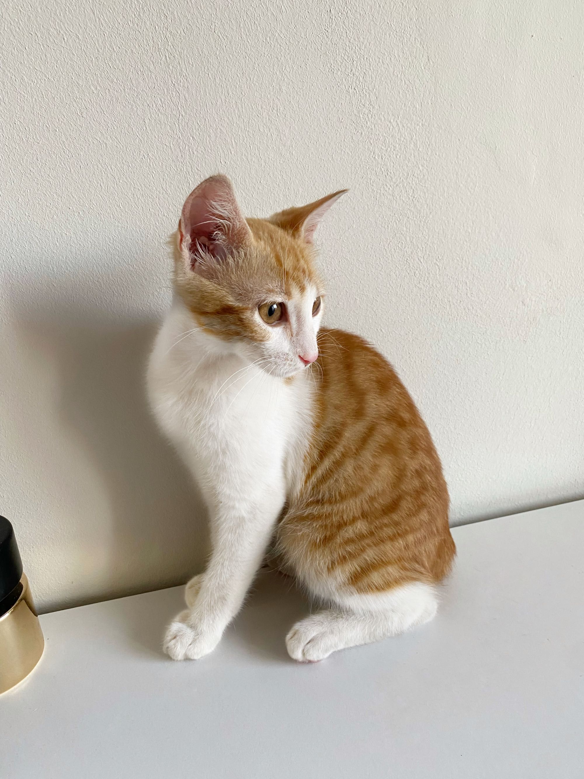 Момче котенце, на 3 месеца.