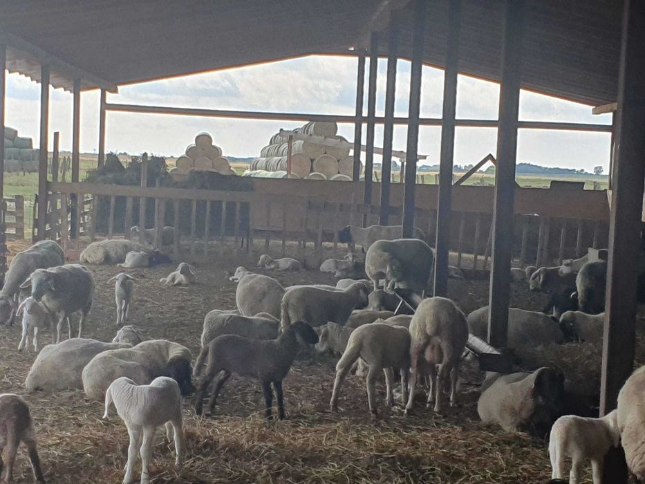 Vand 80 de oi , toate sunt cu miei, rasa merinos