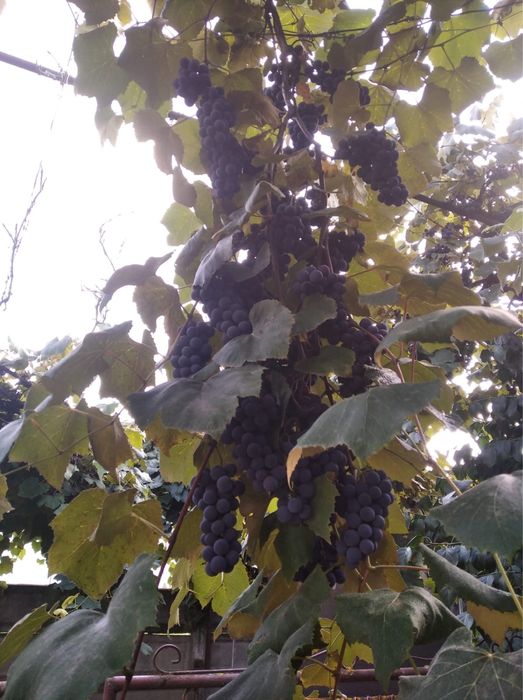 struguri de vanzare