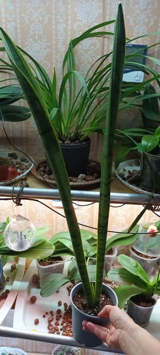 Тещин язык (Сансивьера)