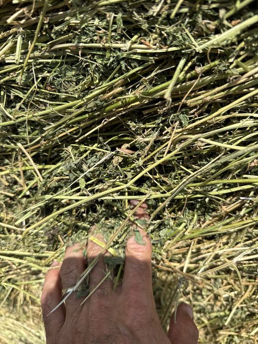 Vănd baloti de lucerna