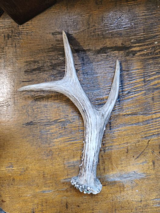 Рога от благороден елен