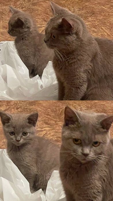 отдам кошку в добрые руки