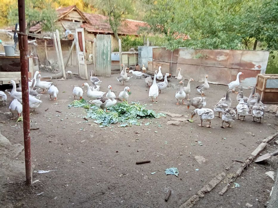 Продавам патици и гъски