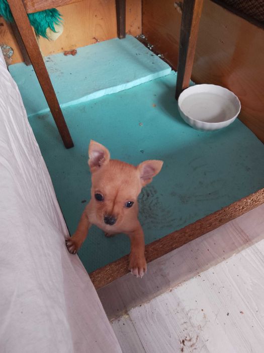 Кучета мини пинчер