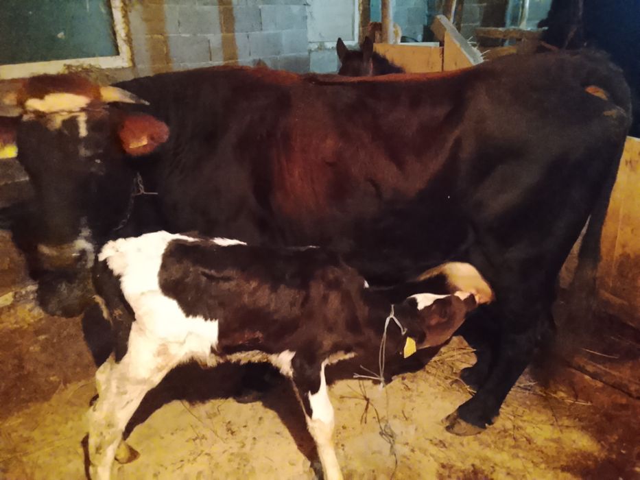 Vnd vaca cu vițel fătată de 6 săptămână al 4 vițel și are lapte 14 15