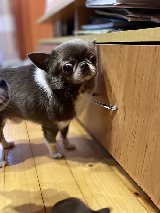 Шиклоадово мини чихуахуа