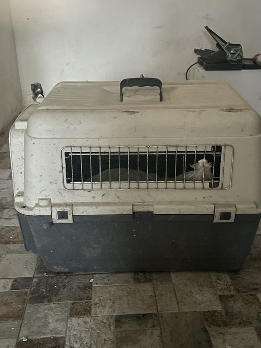 Cusca pentru caini su pisici