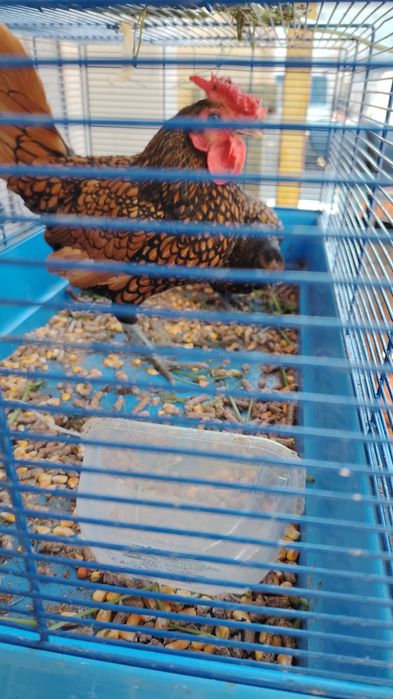 Găini sebright cauta căsuță noua