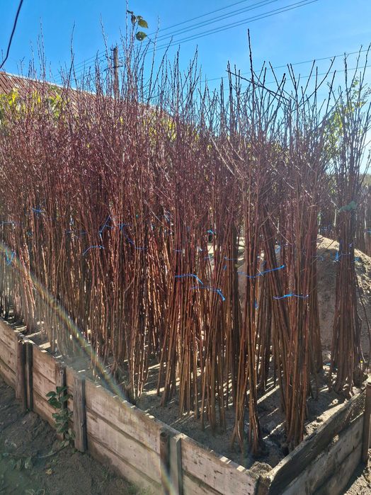 Pomi fructiferi altoiti