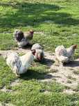 Găini cochinchina pitic