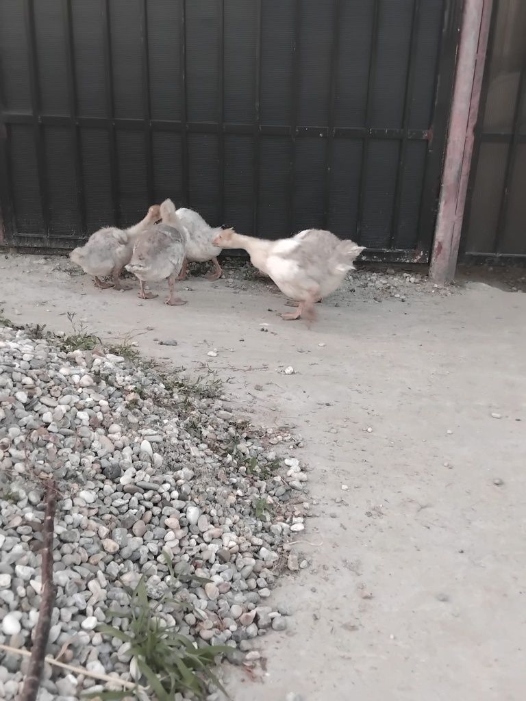 Boboci și gâște autosexabile