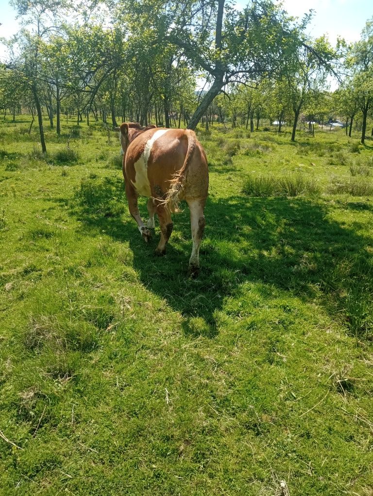 Vând junică 1 an