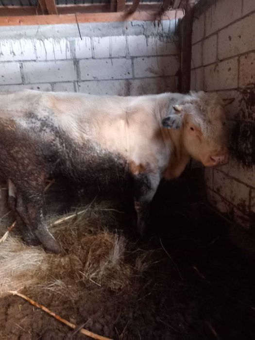 Tauri albastru belgian, 1an 6luni