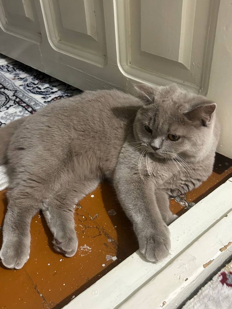 Mushuk scottish fold sogʻlom qiz bola