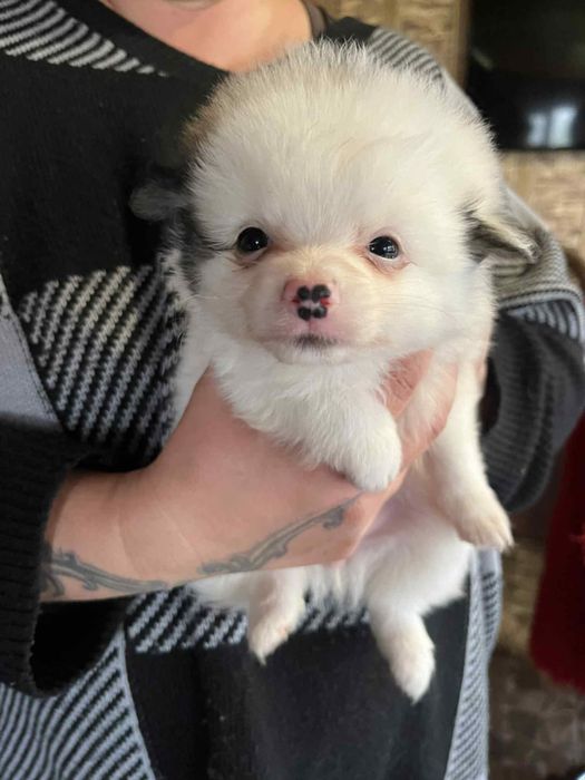 Малки бебета Померани