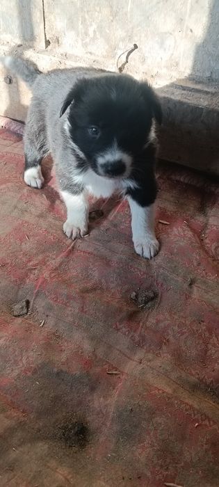 4 кученца Бордър коли си търсят нов стопанин