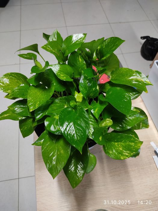 Эпипремнум, Сциндаптус,гул, комнатная растения 5.5 л горшок