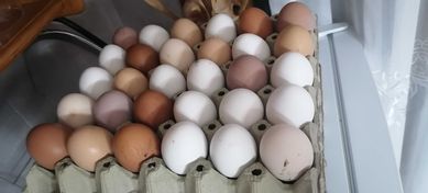 Домашни пресни яйца
