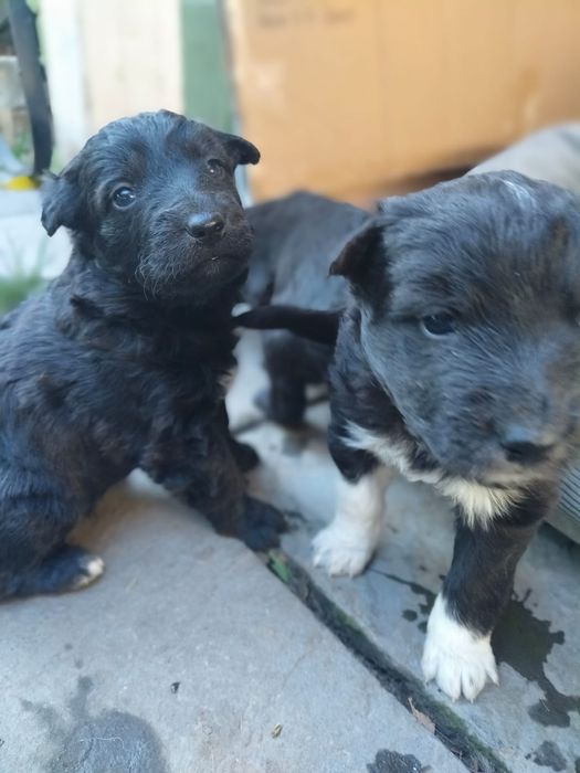 Donez pui metis drăguți și jucausi