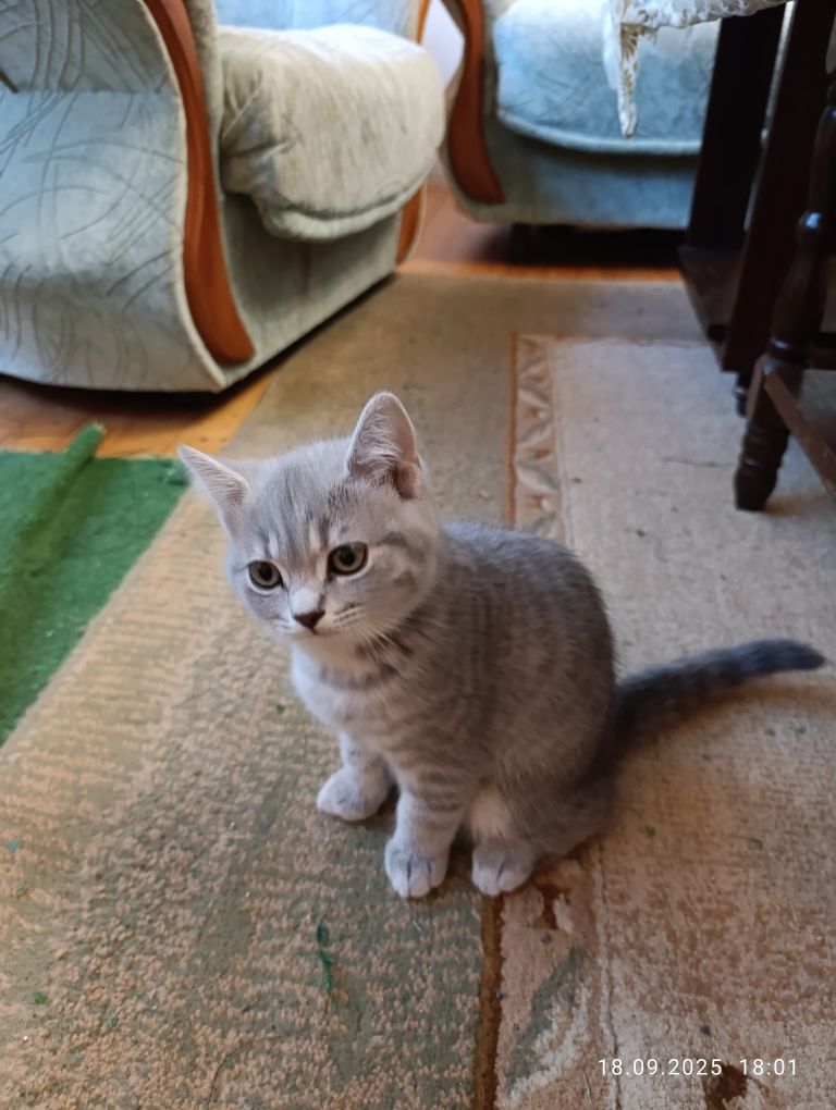 Мъжко британско коте