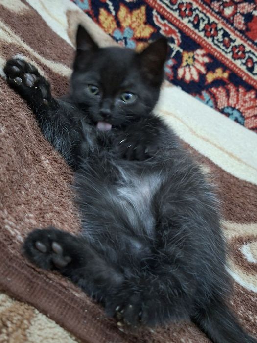 Продается котенок