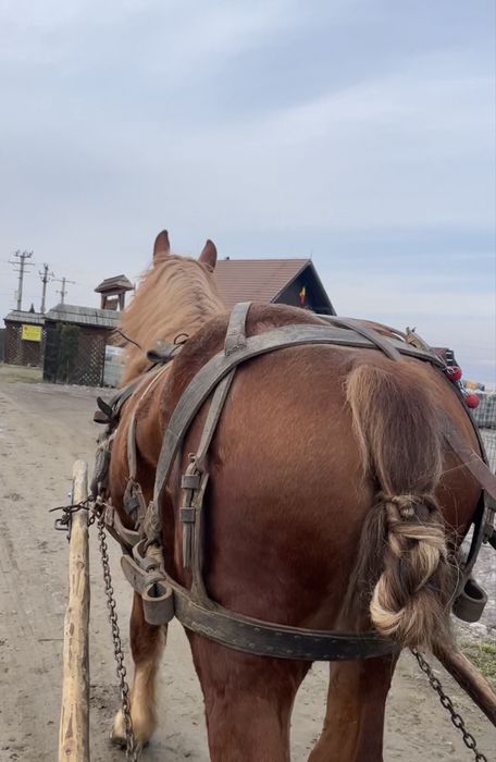 Vand armasar, de 2 ani