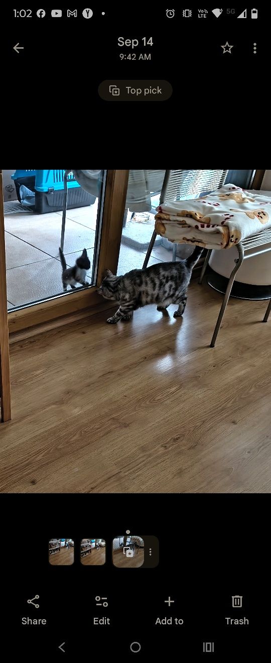 Малко коте за осиновяване