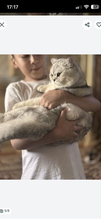 Приглашаем на вязку кота Чистокровный Британский Шиншила