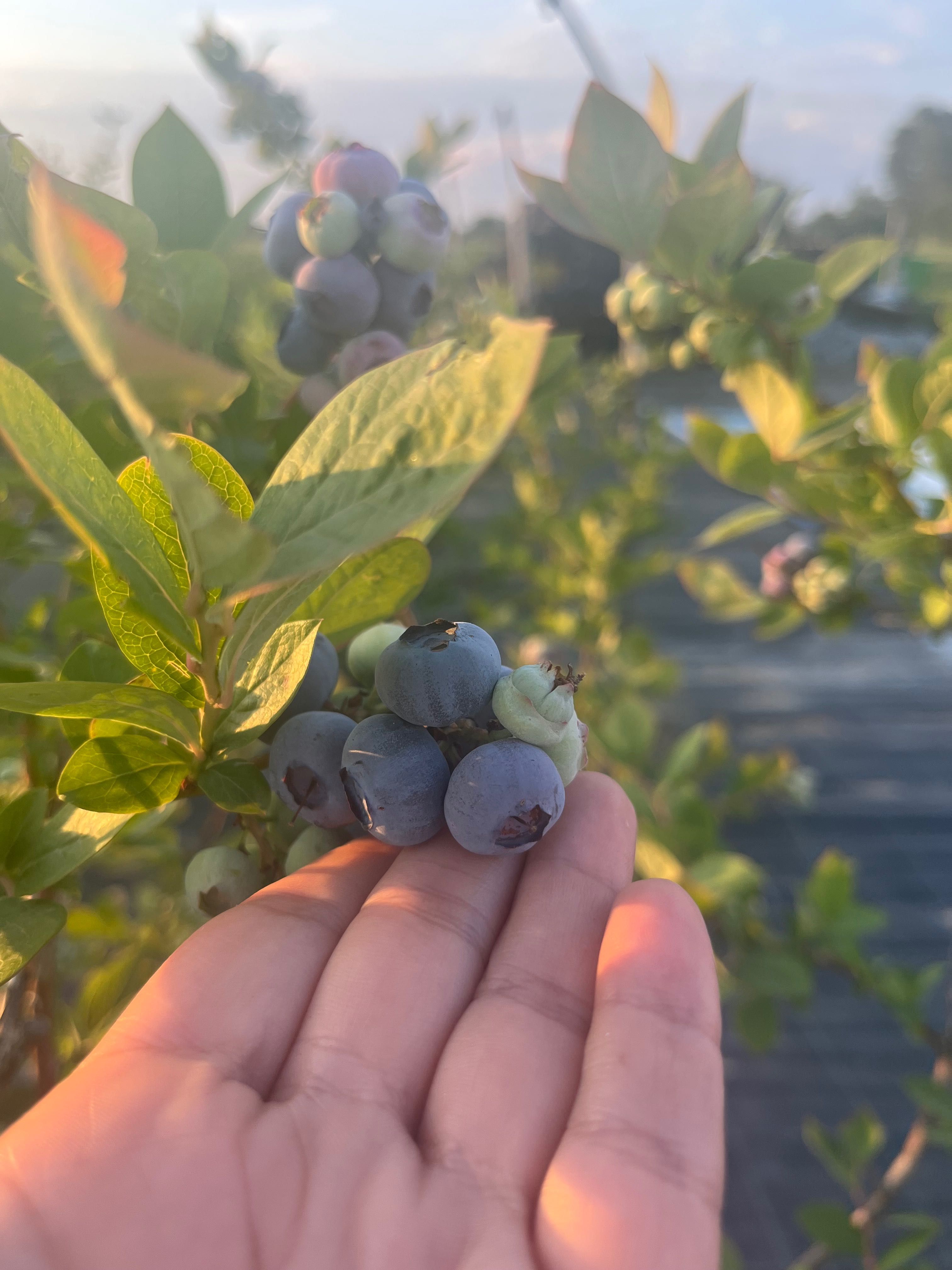 Продавам американски боровинки