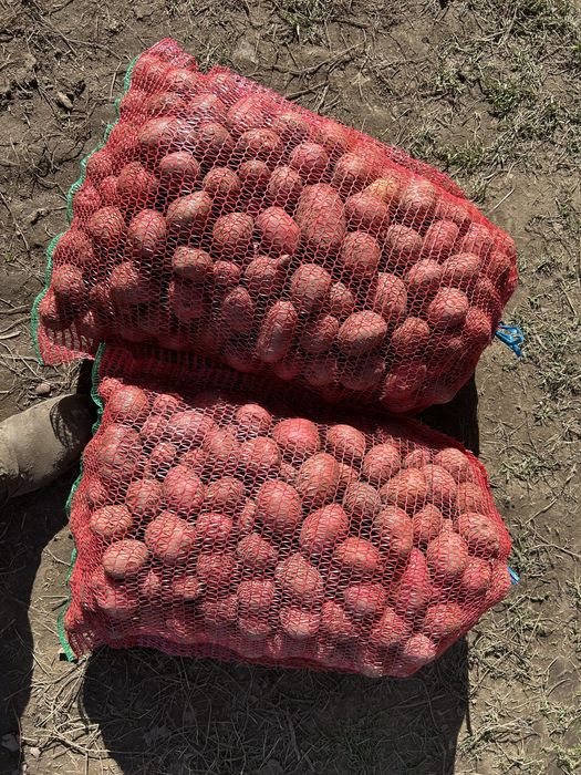 De vanzare carofi rosu!