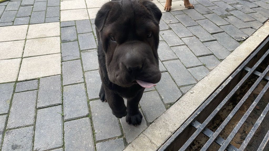 Pui shar pei deosebit