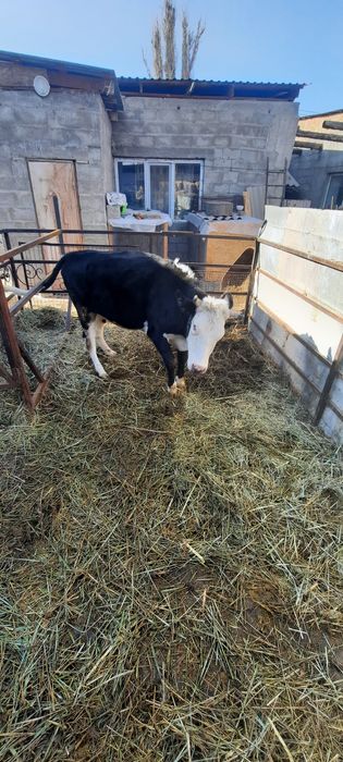 Продам хорошую телку