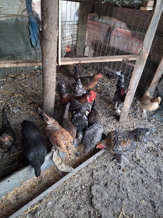 Vând americani in Iași