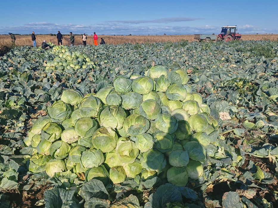 Varză de Buzău Visani Brăila
