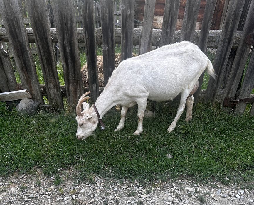 Capra saanen, de lapte