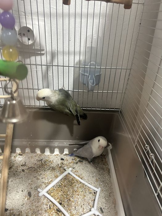 Vind 2 papagali tot cu colivie la un super pret