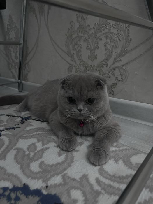 Shatlandski fold 1yosh qiz soglom