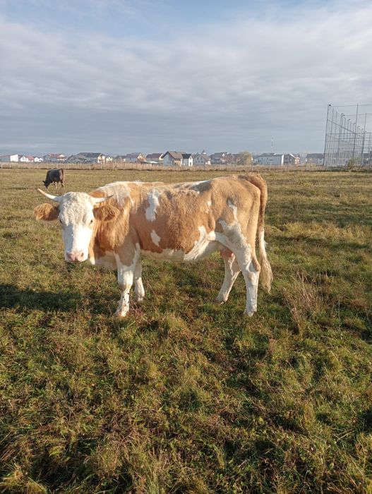 Vaca de lapte de vînzare