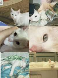 Белый кошка мысык