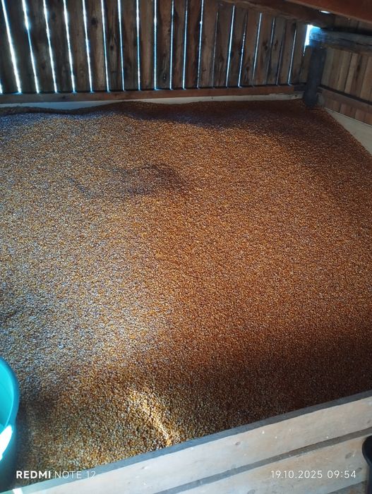 Vând porumb producție 2025, preț 1,5 lei kg