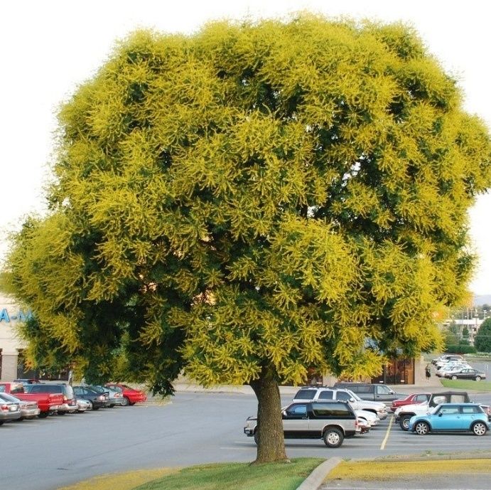 Otetar Rosu Tiger Eyes