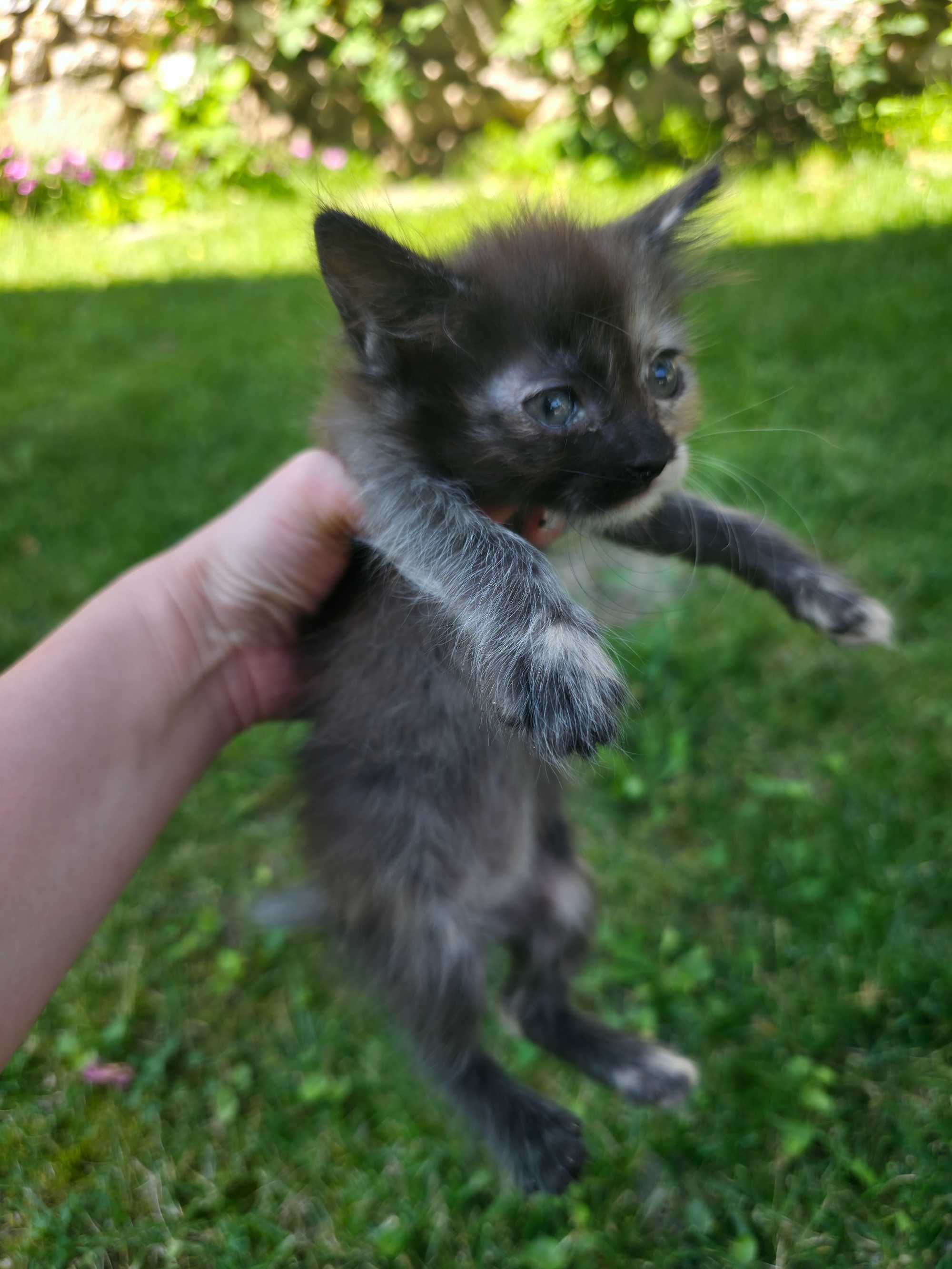 Подарявам Сладки Котенца