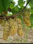 Vand struguri de vin 2025